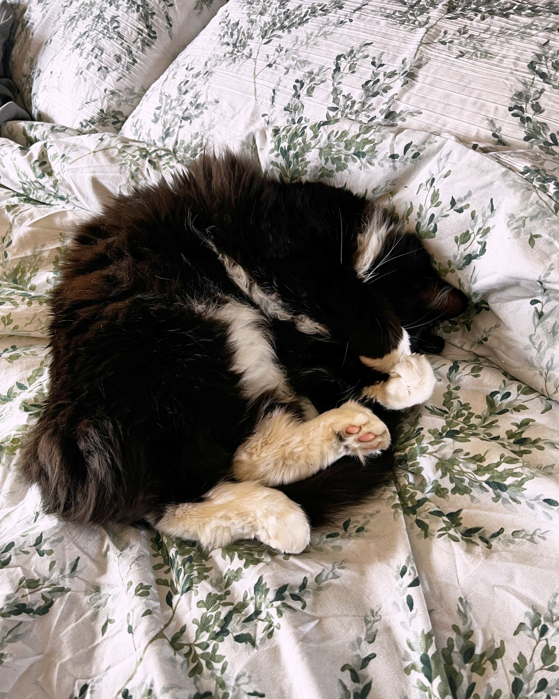 A long-haired cat asleep, curled up on the bed at home