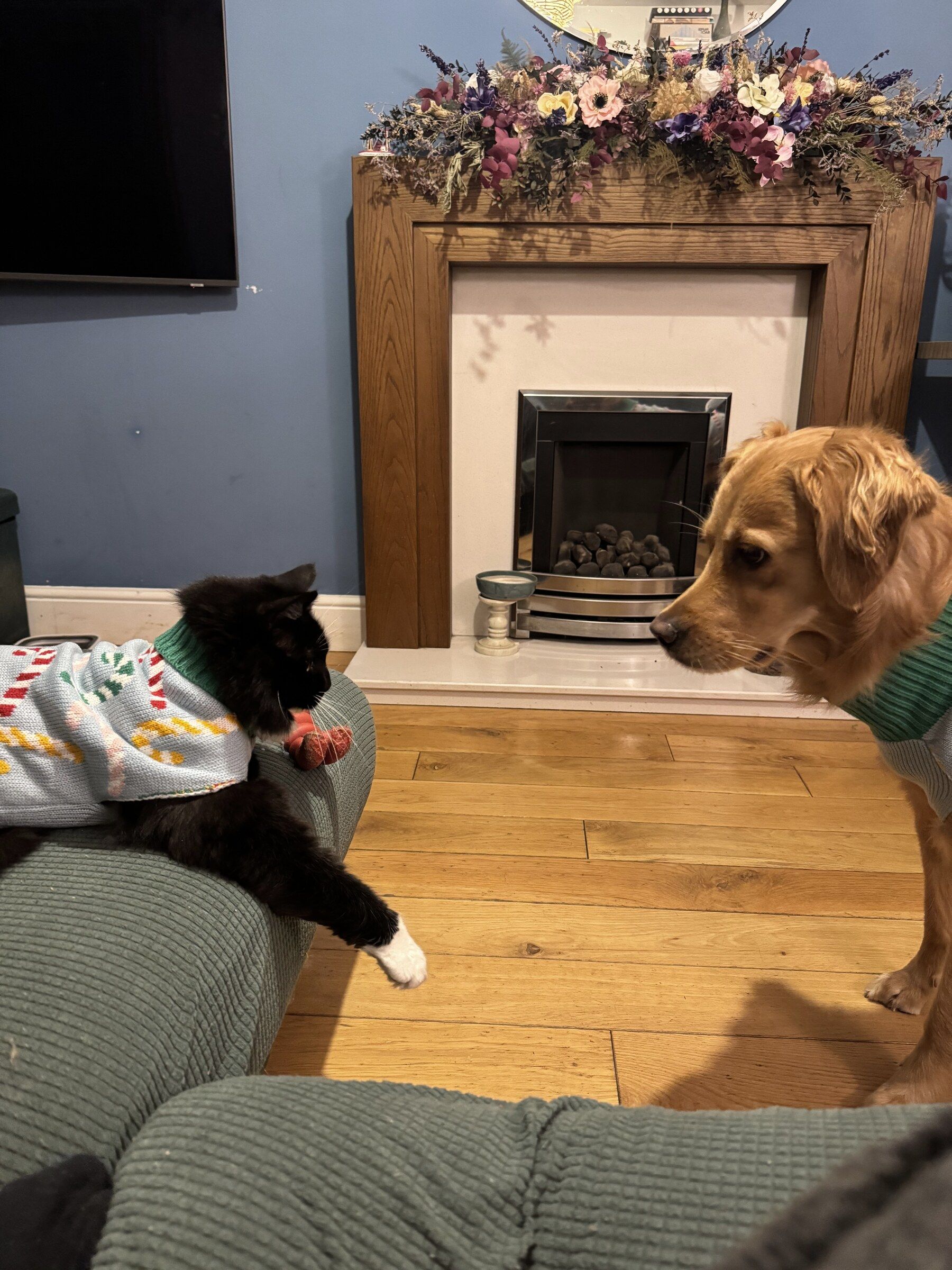 A dog and a cat settled together in the front room of the house they live in